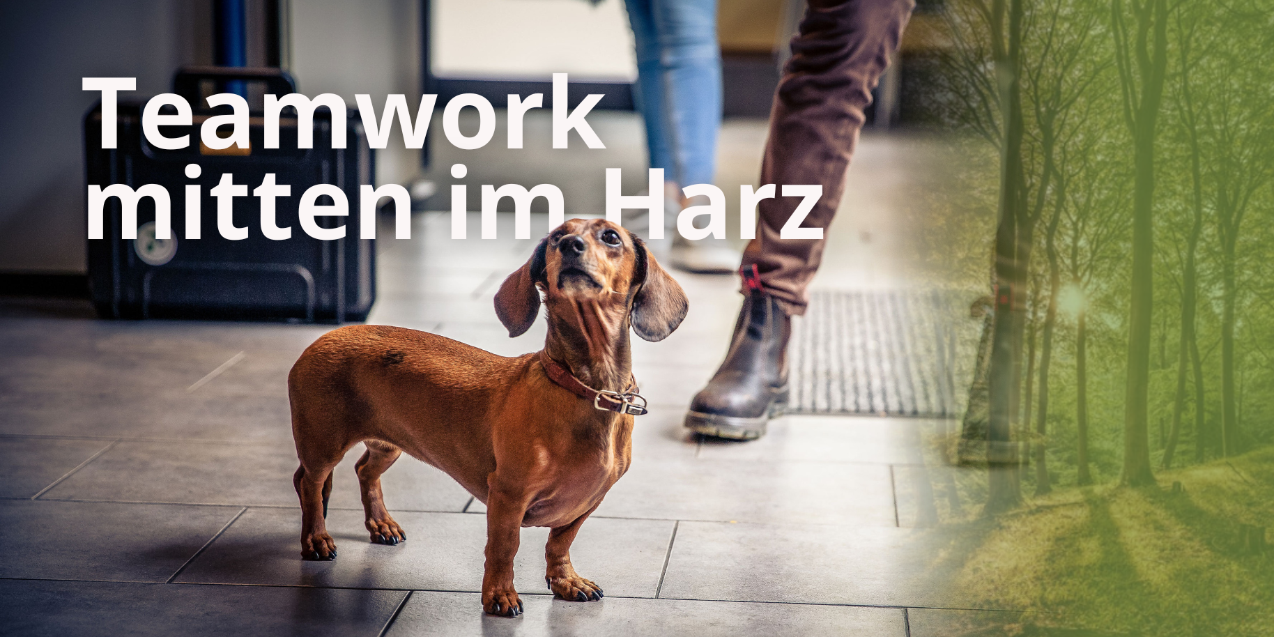 Teaserbild Tierarztpraxis Geng